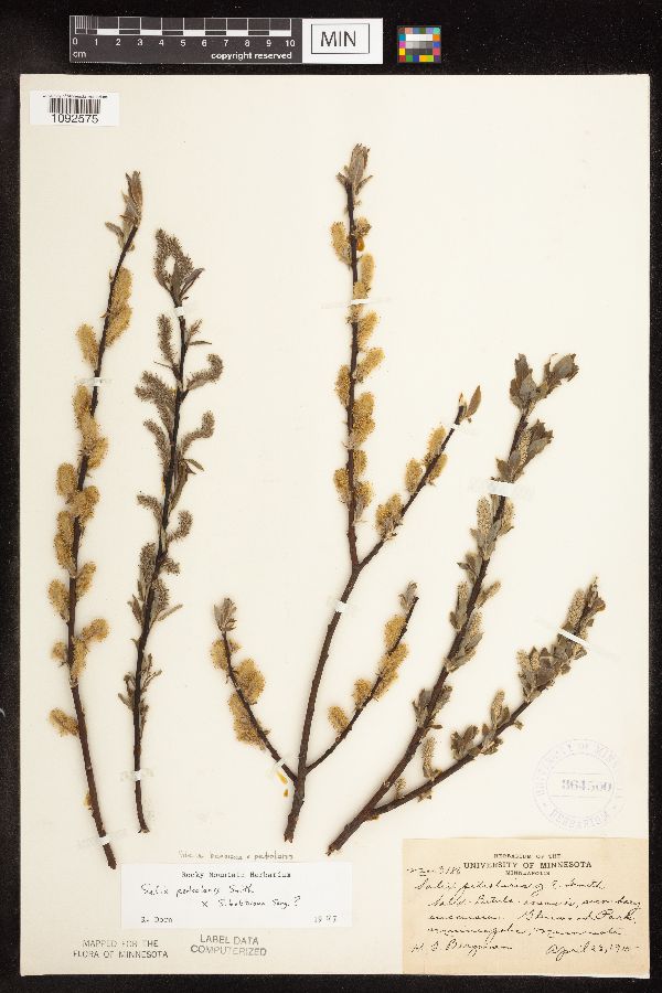 Salix bebbiana x petiolaris image