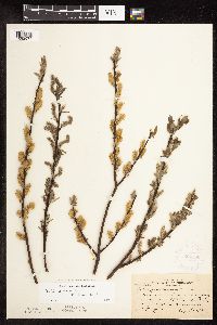 Image of Salix bebbiana x petiolaris