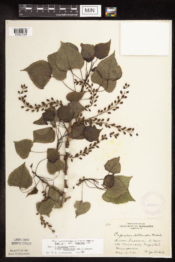 Populus deltoides image