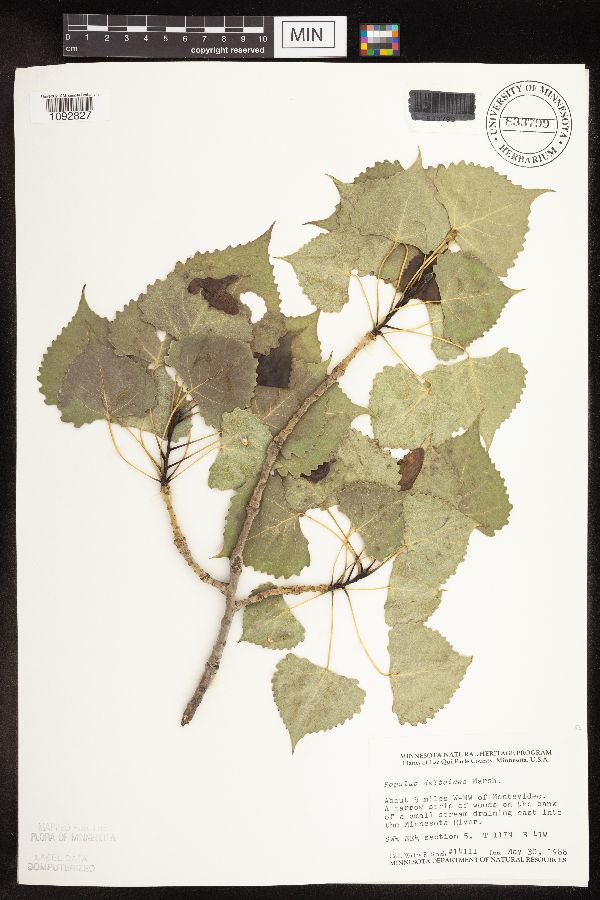 Populus deltoides image