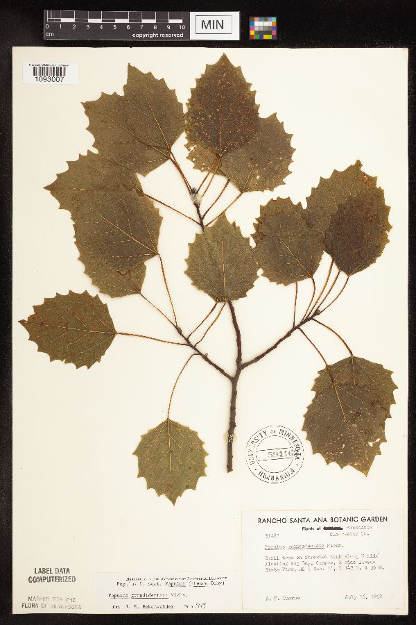 Populus grandidentata image