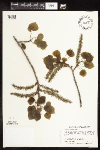 Populus tremuloides image