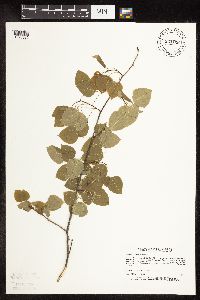 Populus tremuloides image