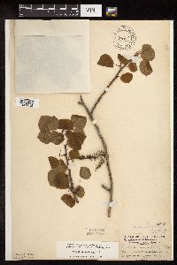 Image of Populus tremuloides