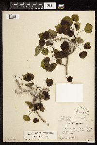 Populus tremuloides image