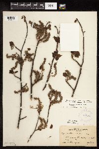 Populus tremuloides image