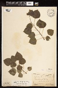 Populus tremuloides image