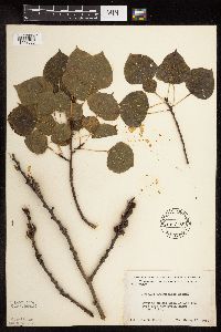 Populus tremuloides image