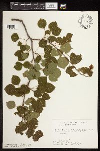 Populus tremuloides image