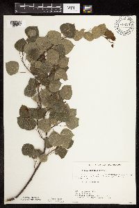 Populus tremuloides image