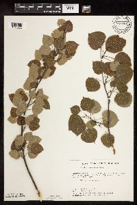 Populus tremuloides image