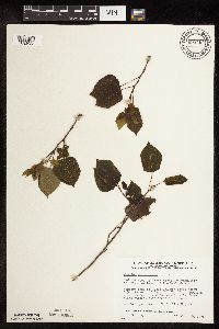 Populus tremuloides image