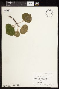 Populus tremuloides image