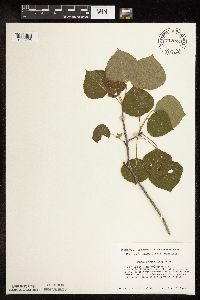 Populus tremuloides image