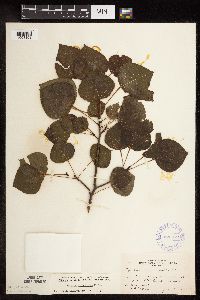 Populus tremuloides image