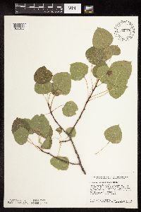 Populus tremuloides image