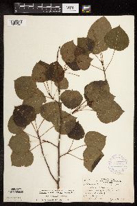 Populus tremuloides image