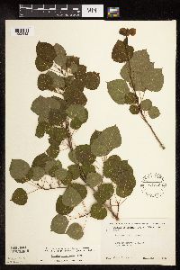 Populus tremuloides image