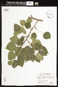 Populus tremuloides image