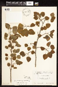 Populus tremuloides image