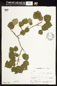 Populus tremuloides image
