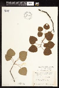 Populus tremuloides image