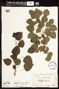 Populus tremuloides image