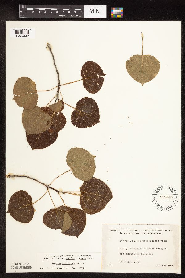 Populus tremuloides image