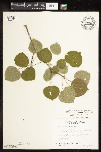 Populus tremuloides image