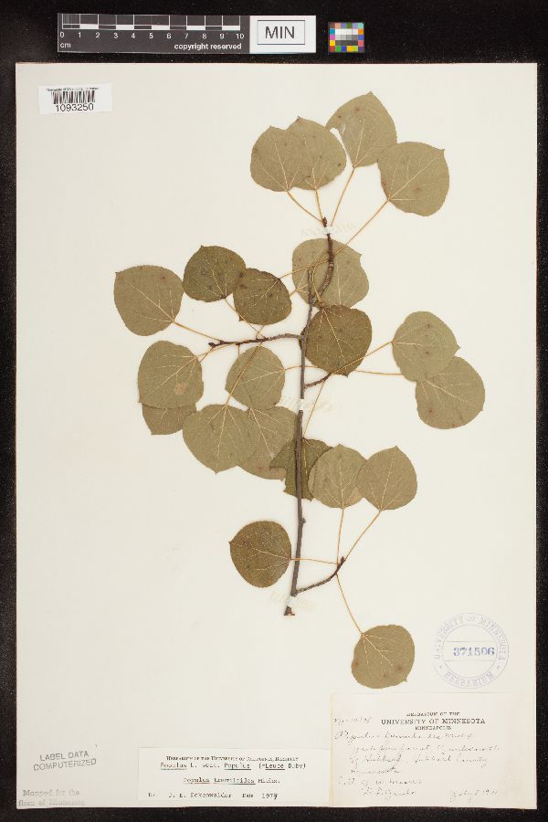 Populus tremuloides image