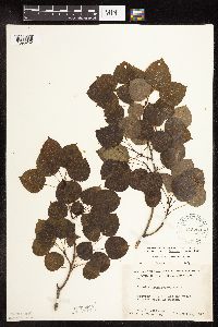 Populus tremuloides image