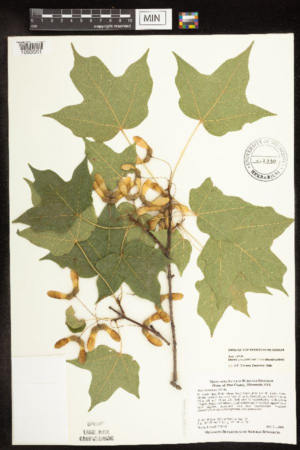 Acer nigrum image