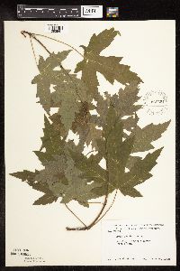 Acer saccharinum image