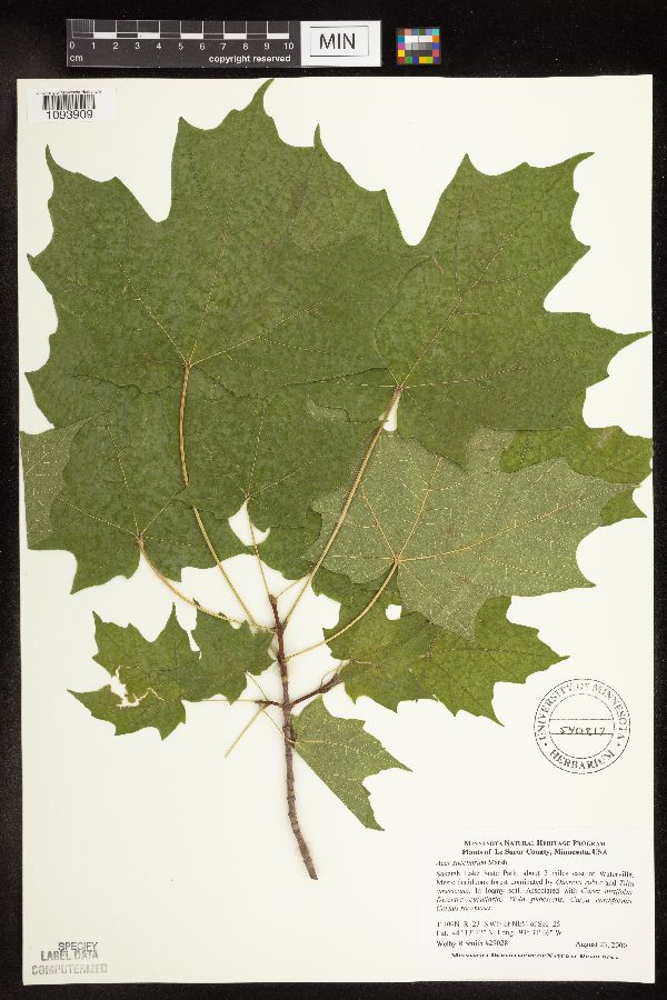 Acer saccharum image