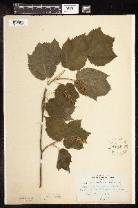 Image of Acer spicatum