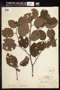 Alnus incana subsp. rugosa image