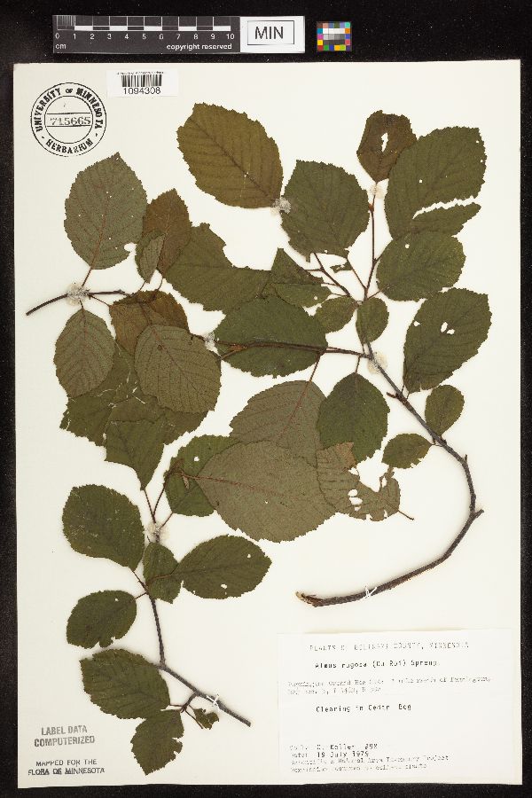 Alnus incana subsp. rugosa image