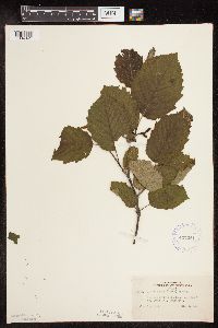 Alnus incana subsp. rugosa image