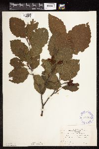 Alnus incana subsp. rugosa image