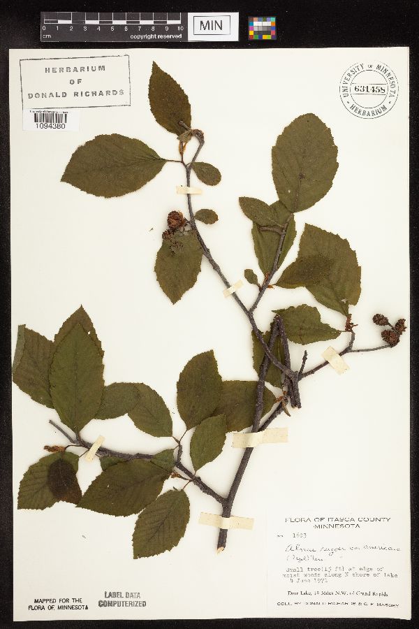 Alnus incana subsp. rugosa image