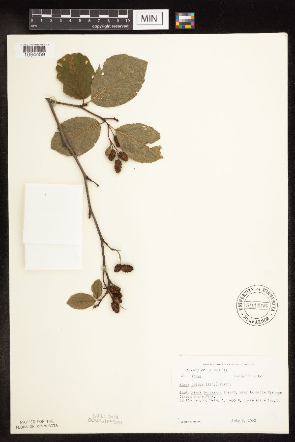 Alnus viridis subsp. crispa image