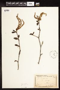 Alnus viridis subsp. crispa image