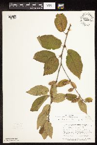 Image of Betula alleghaniensis x papyrifera