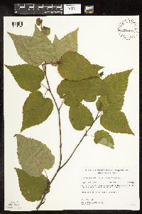 Betula cordifolia image