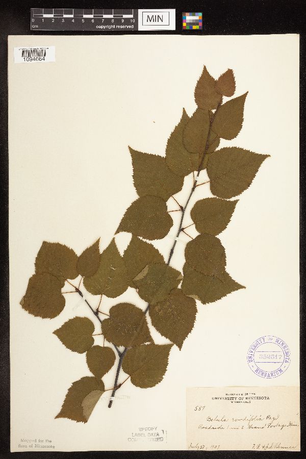 Betula cordifolia image