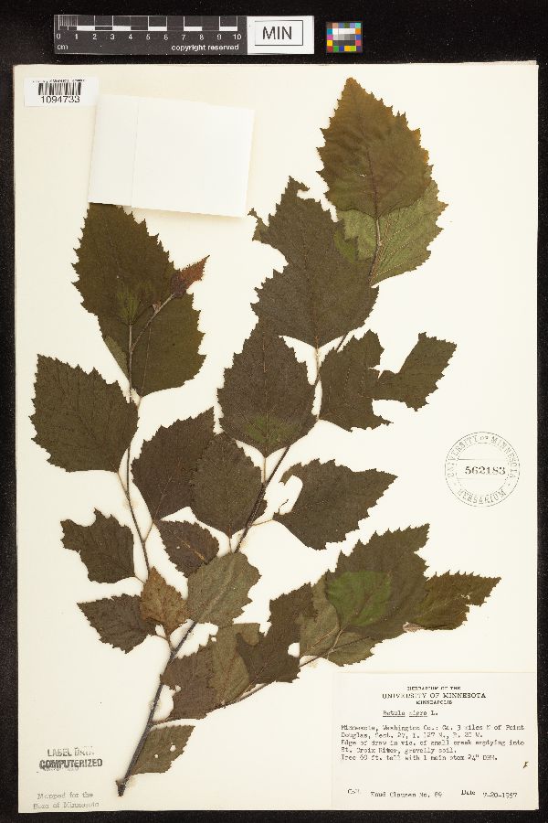 Betula nigra image