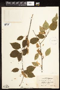 Betula papyrifera image