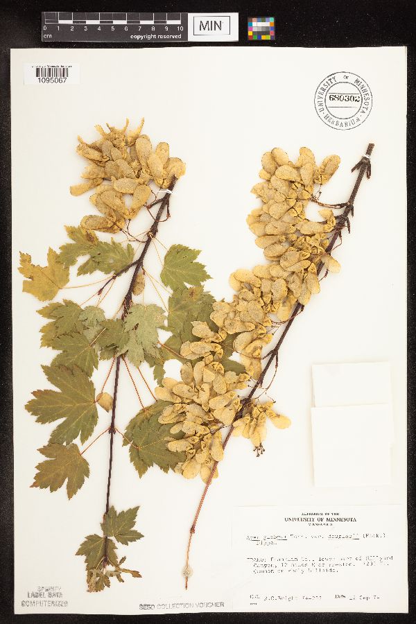 Acer glabrum image