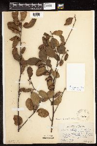 Image of Betula x purpusii