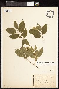 Carpinus caroliniana image